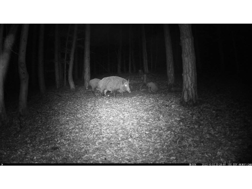 Wachman Solar Pro - night photo
